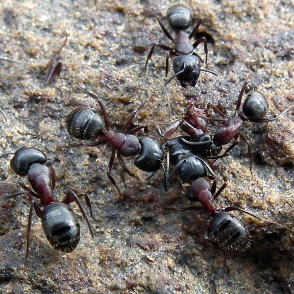Photo of Camponotus noveboracensis by <a href="http://www.flickr.com/photos/jlucier/ ">Jacy (JC) Lucier</a>